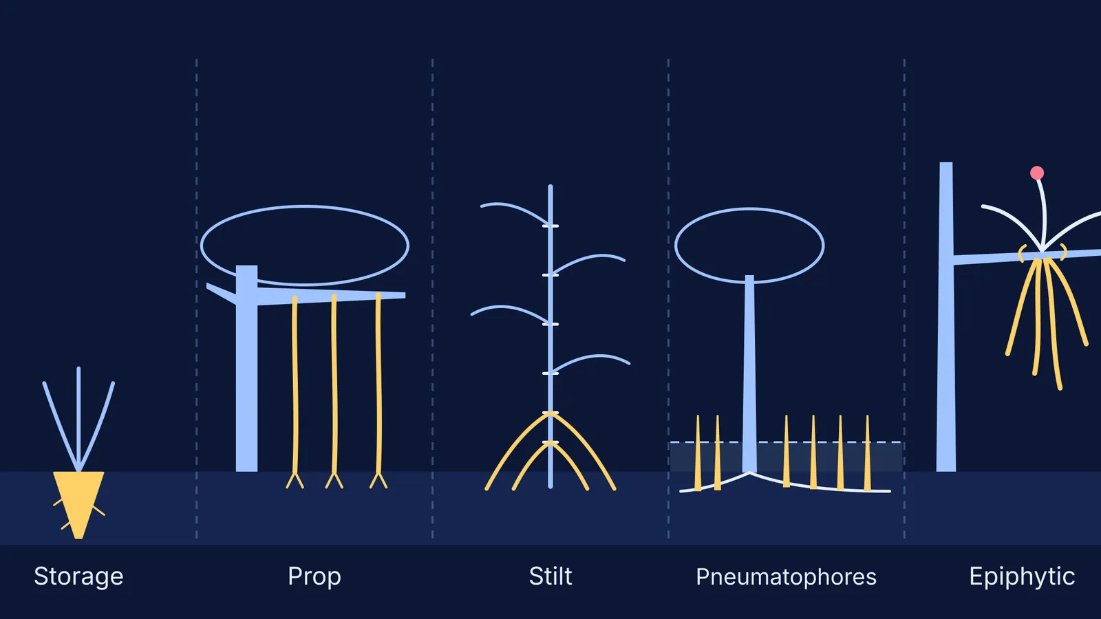 Diagram of storage, prop, stilt, pneumatophore and epiphytic roots side by side
