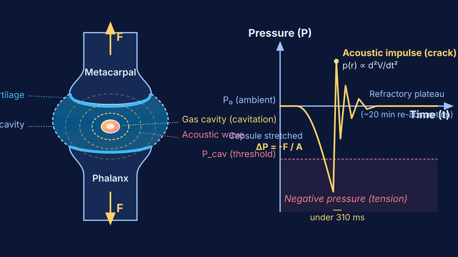 Diagram of synovial joint traction, cavitation bubble formation, and fluid pressure curve