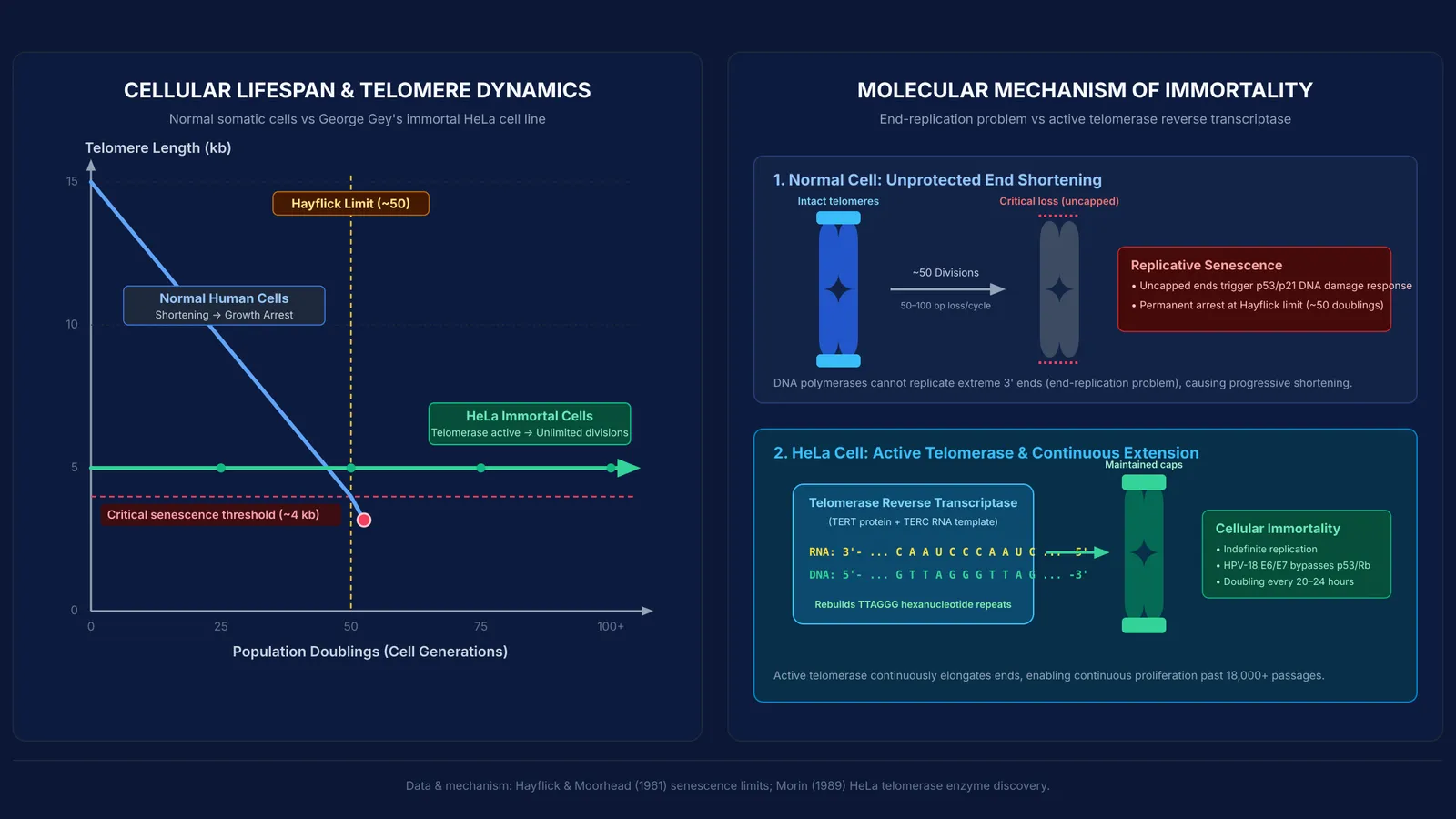 Diagram of telomere shortening causing the Hayflick limit versus HeLa telomerase immortality
