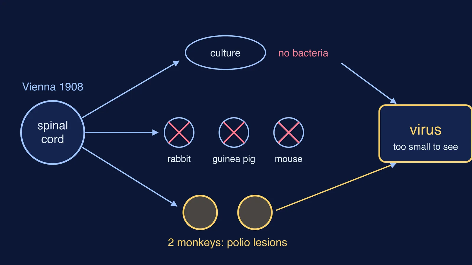 Diagram of the 1908 polio experiment: sterile culture, healthy rodents, monkeys with polio lesions