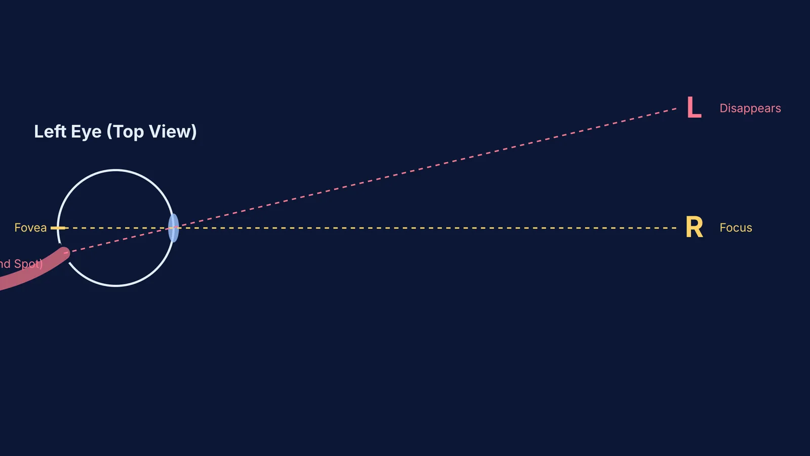 Diagram of the blind spot test showing a left eye top-down view.