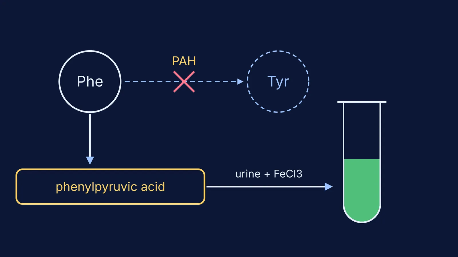 Diagram of the blocked phenylalanine step and the green ferric chloride test