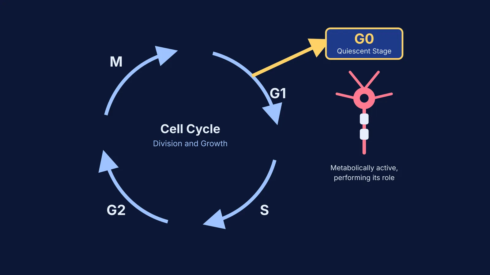 Diagram of the cell cycle showing an exit to the G0 phase quiescent stage