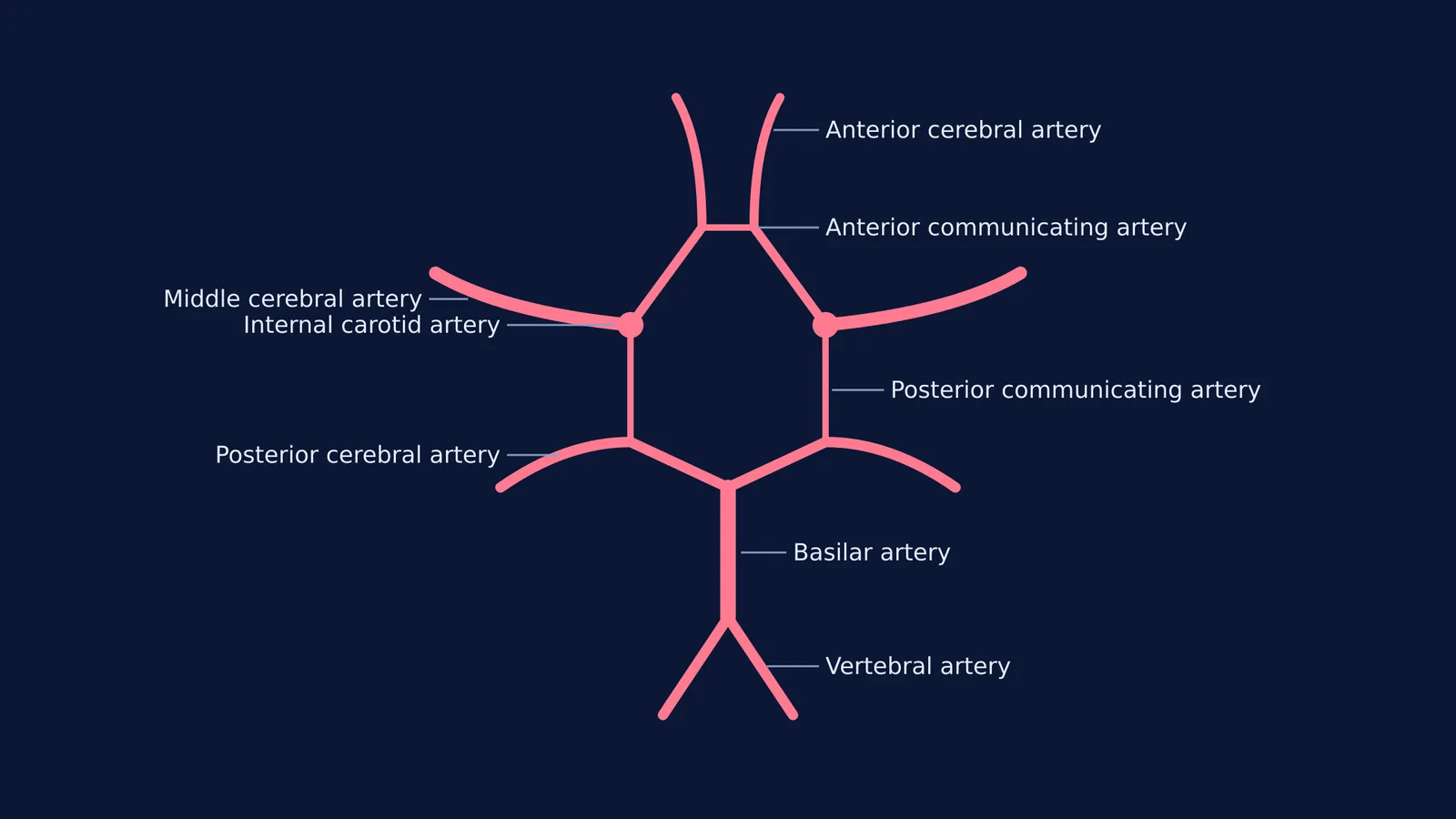 Diagram of the Circle of Willis arteries at the base of the brain