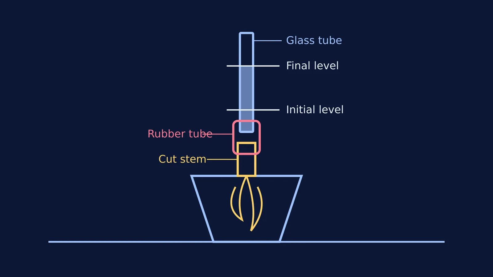 Diagram of the cut stem experiment apparatus showing sap rise