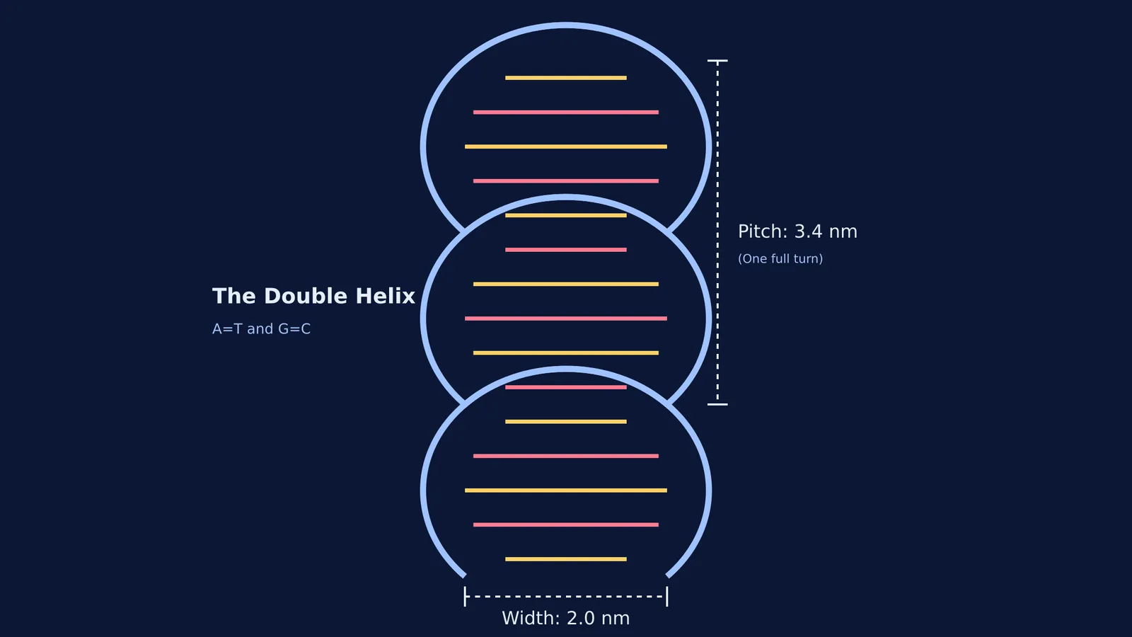 Diagram of the DNA double helix with 3.4 nm pitch and 2.0 nm width