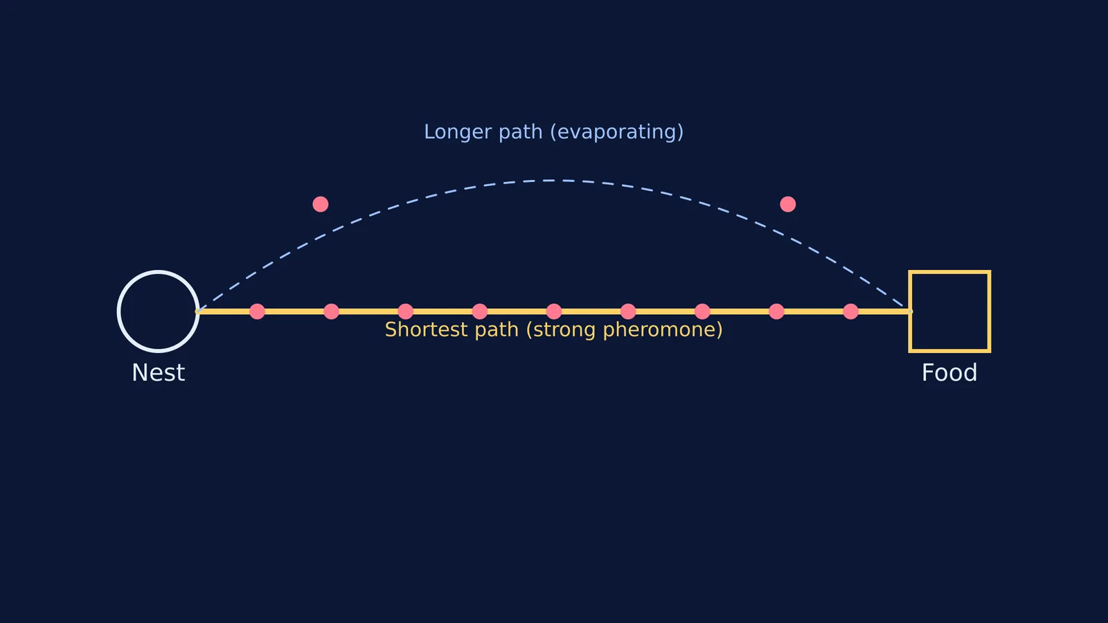 Diagram of the double bridge experiment showing ants choosing a straight path over a curve.