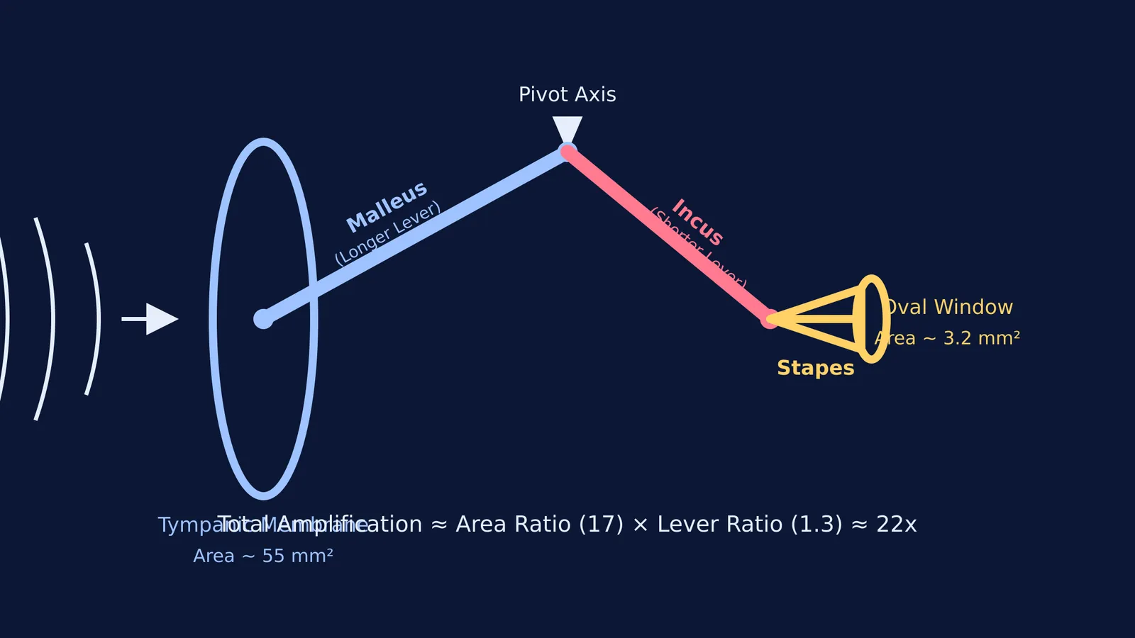 Diagram of the ear ossicles (malleus, incus, and stapes) amplifying sound pressure