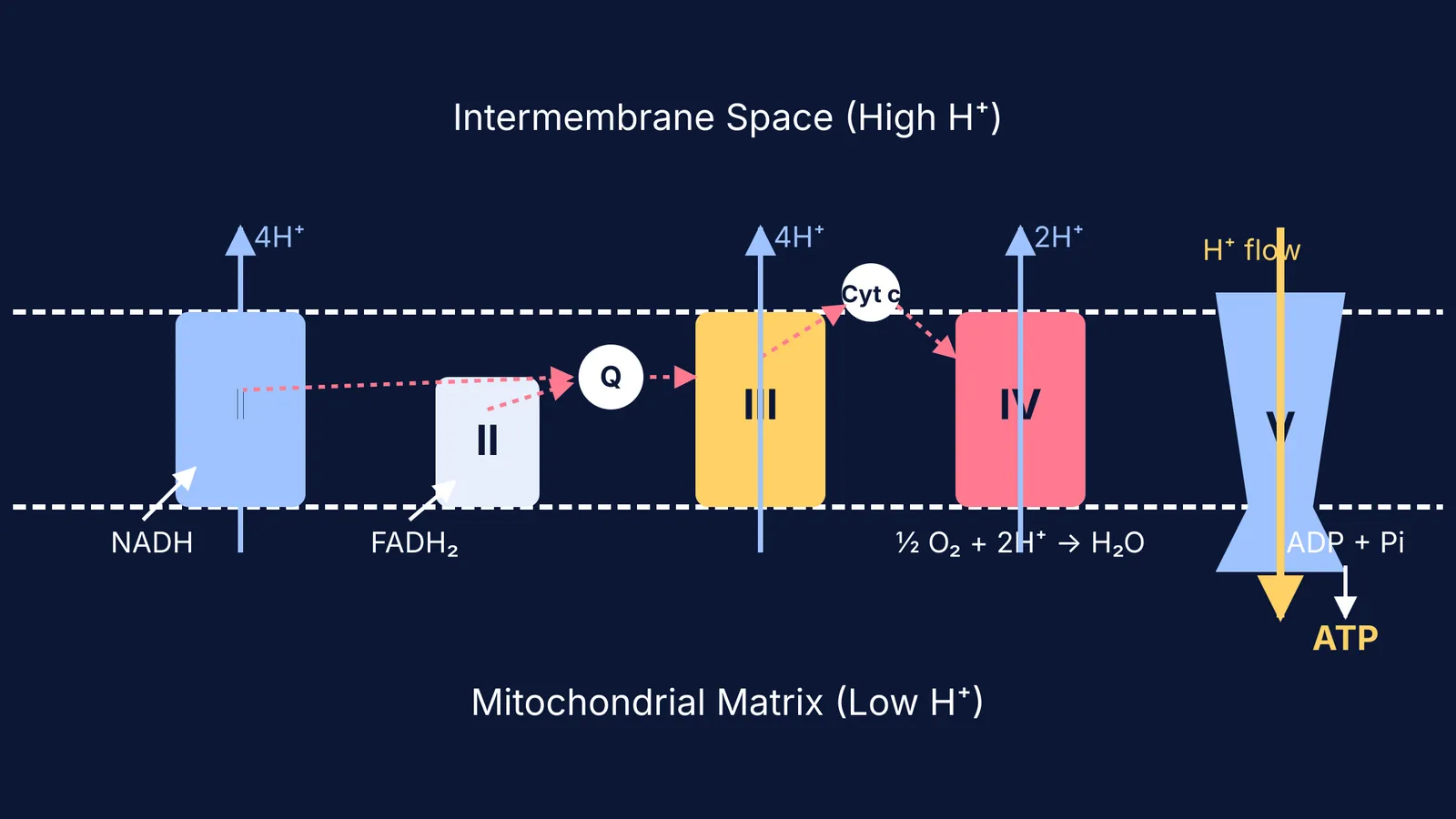 Diagram of the electron transport chain complexes I to V