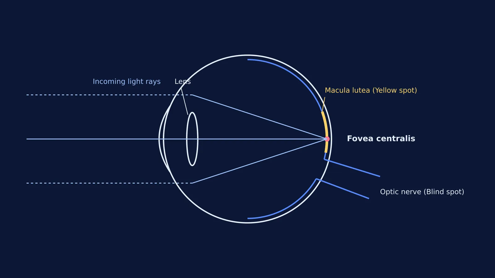 Diagram of the eye showing light rays focusing on the fovea centralis
