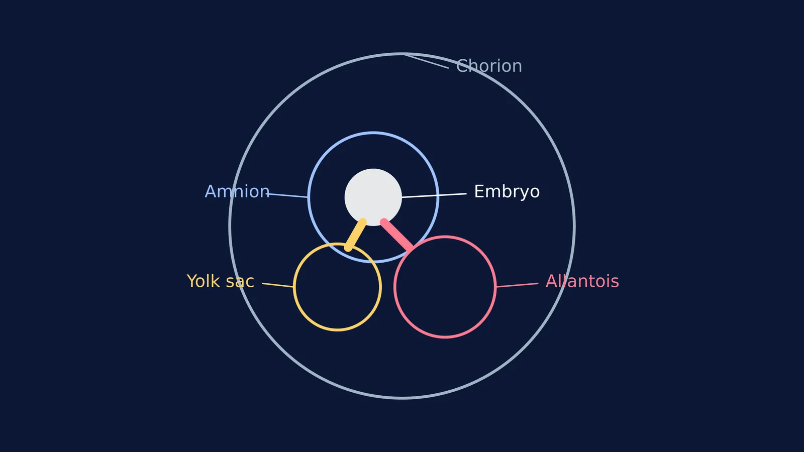 Diagram of the four extra-embryonic membranes showing their relative positions