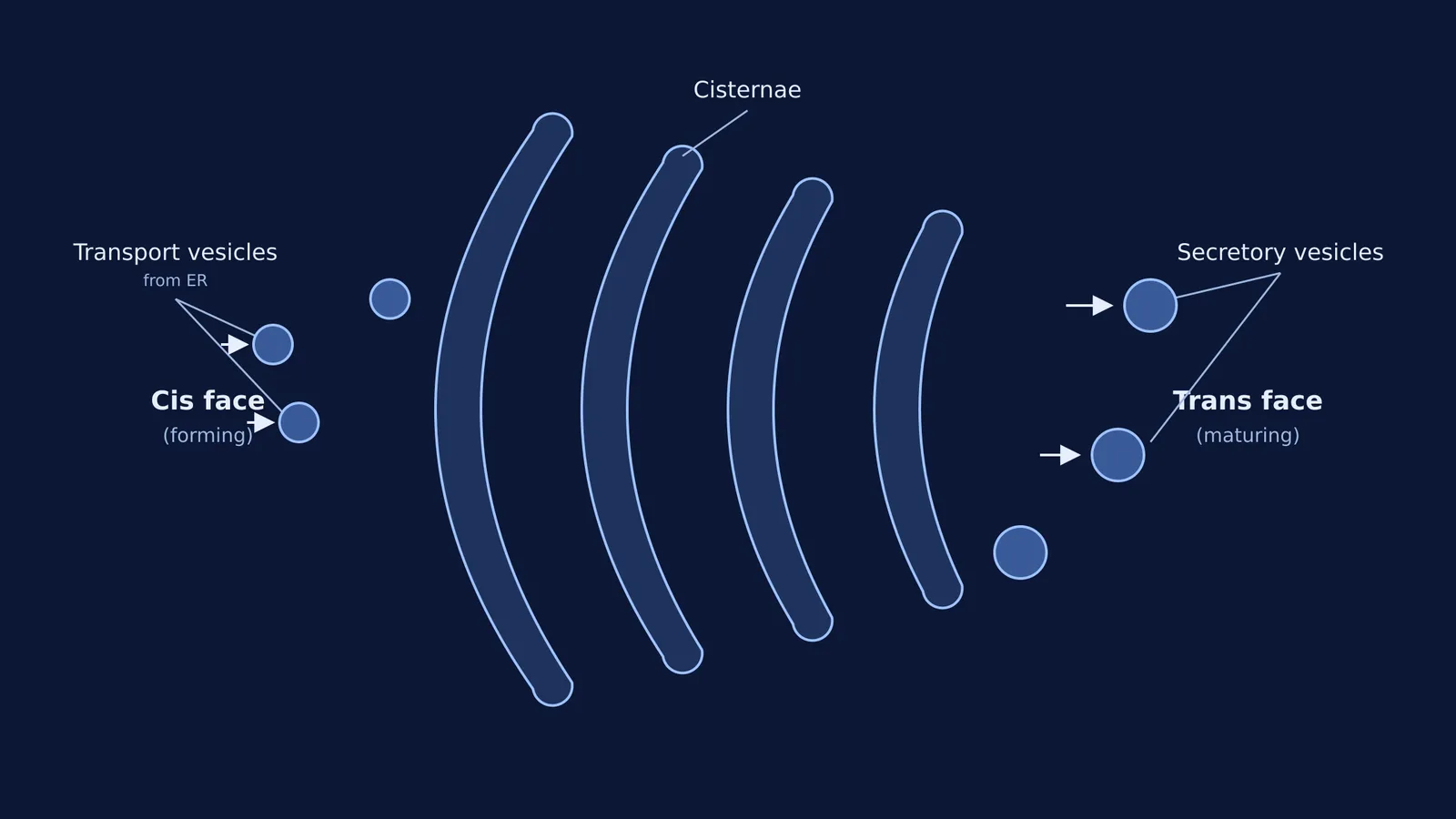 Diagram of the Golgi apparatus showing the cis and trans faces