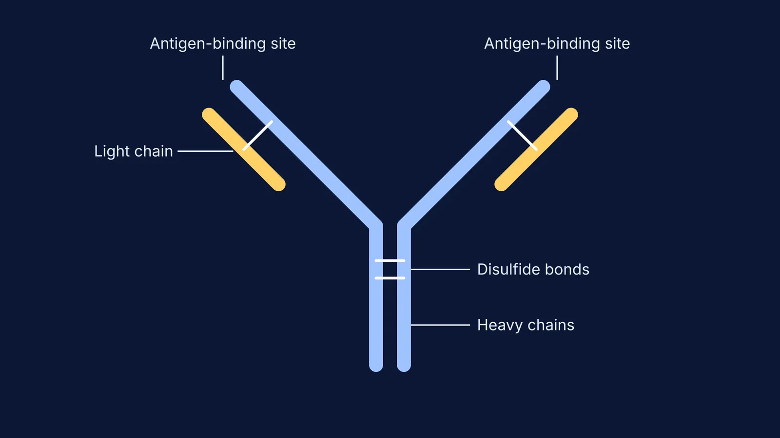 Diagram of the H2L2 structure of an antibody showing heavy and light chains.