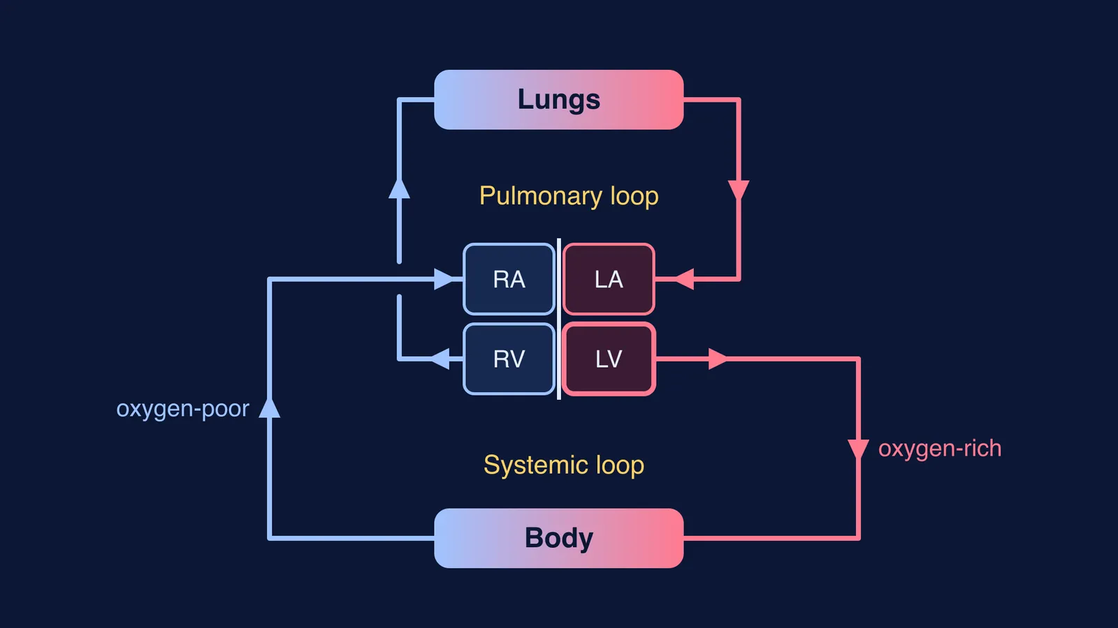 Diagram of the heart's four chambers linking separate pulmonary and systemic blood loops