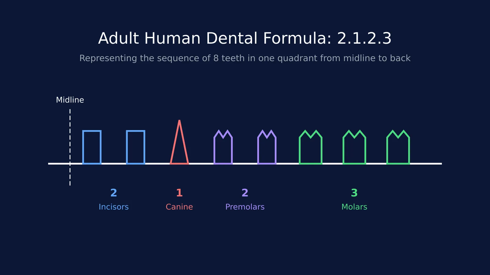 Diagram of the human dental formula showing 2 incisors, 1 canine, 2 premolars, 3 molars.