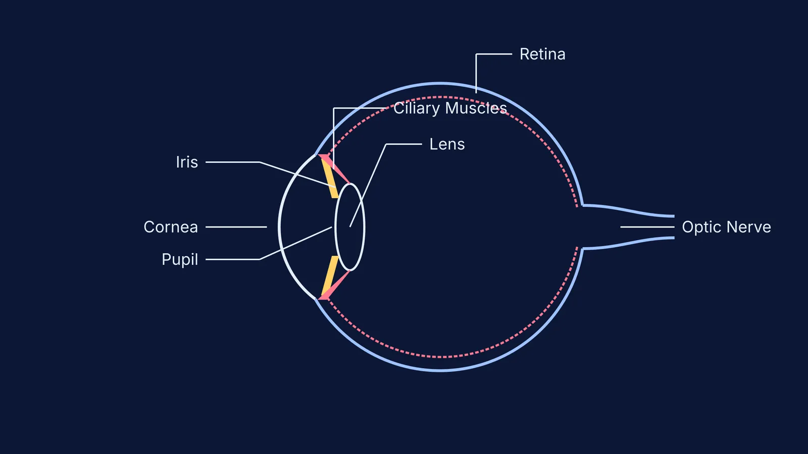 Diagram of the human eye showing its parts