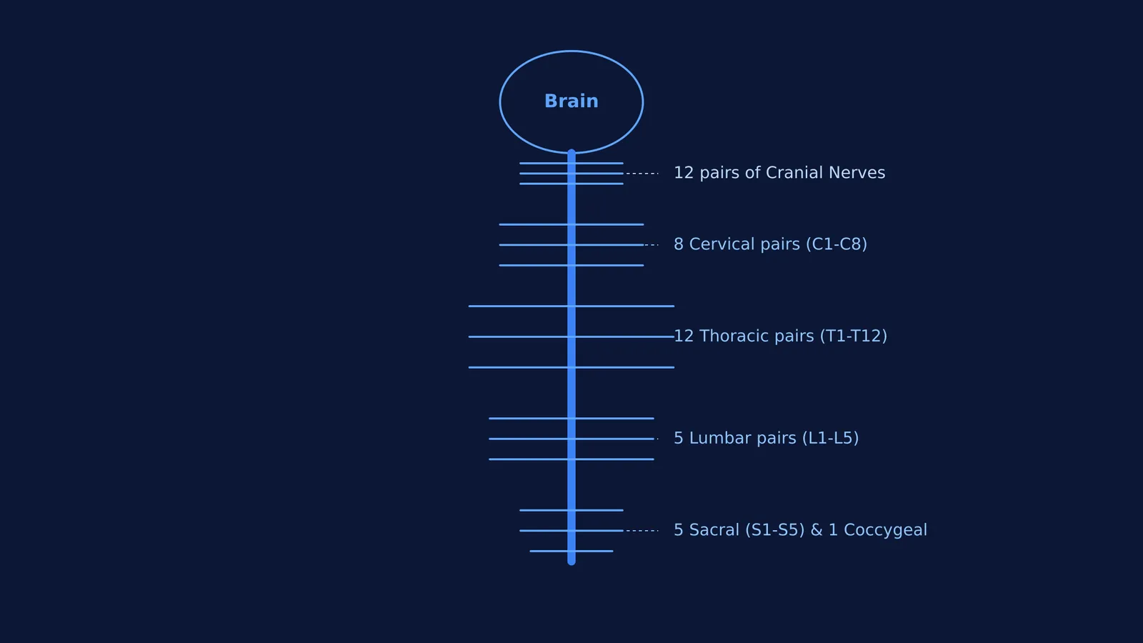 Diagram of the human nervous system with 12 cranial and 31 spinal nerve pairs