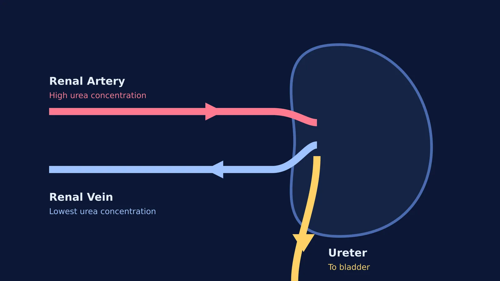 Diagram of the kidney showing the renal artery and renal vein.