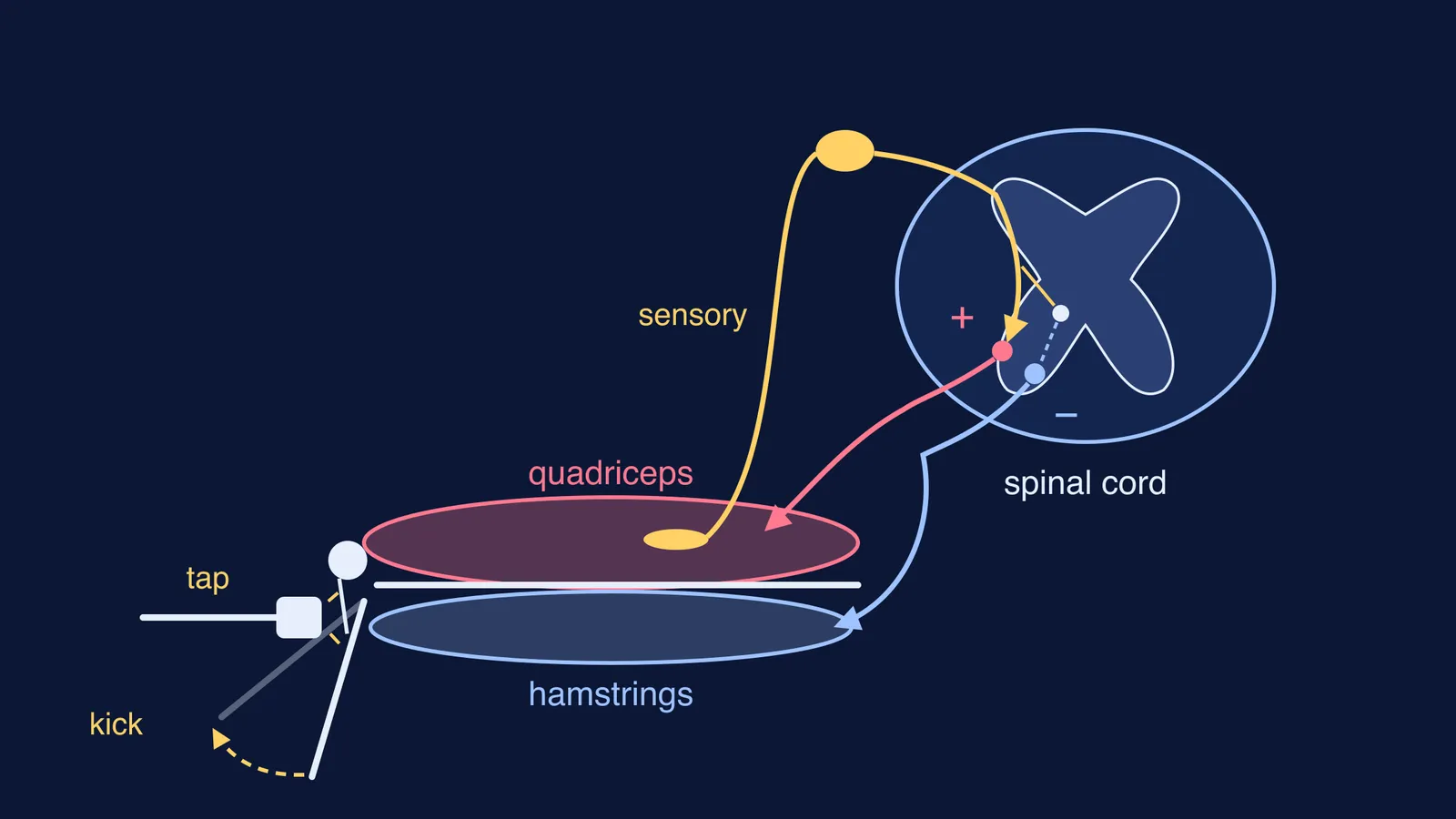 Diagram of the knee jerk reflex arc from thigh muscle to spinal cord