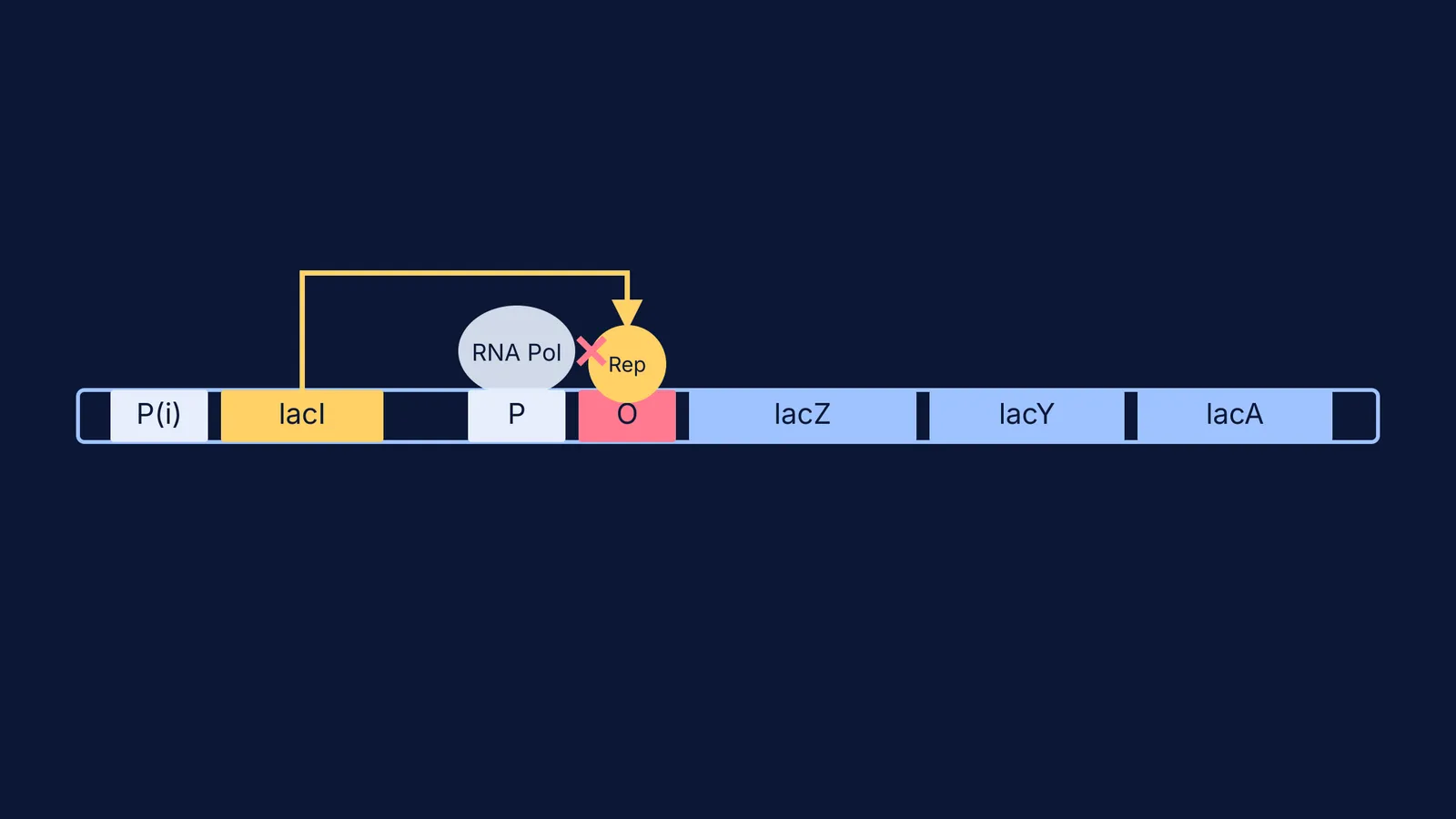 Diagram of the lac operon showing a repressor blocking RNA polymerase.