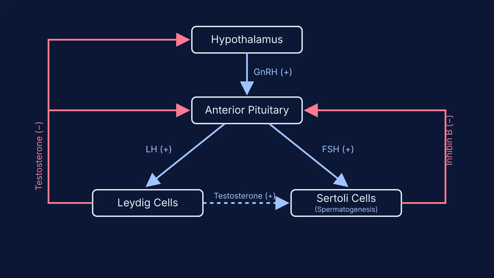 Diagram of the male hypothalamic-pituitary-gonadal axis showing GnRH, LH, FSH, and negative feedback loops