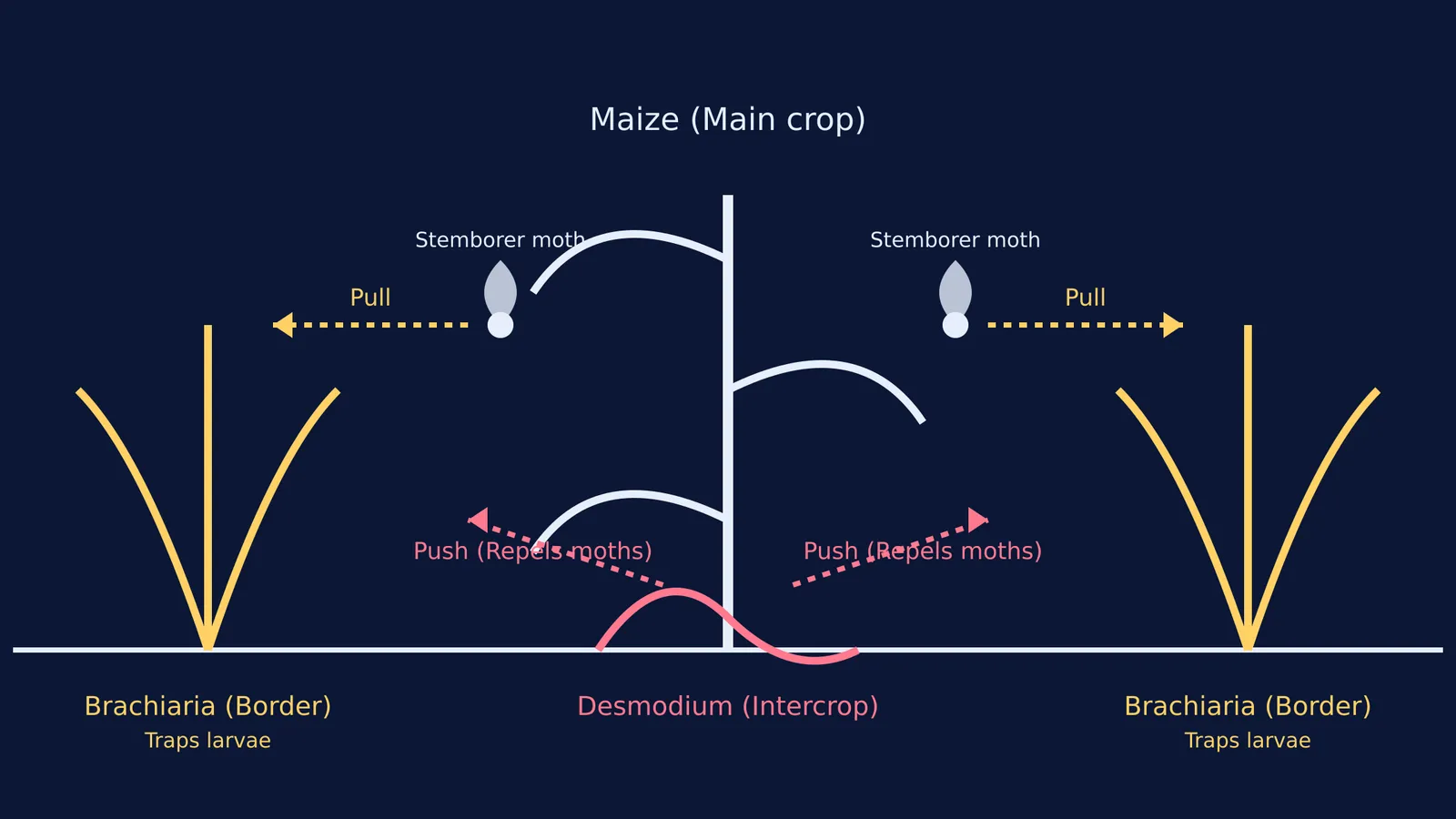 Diagram of the push-pull agricultural system with Desmodium and Brachiaria