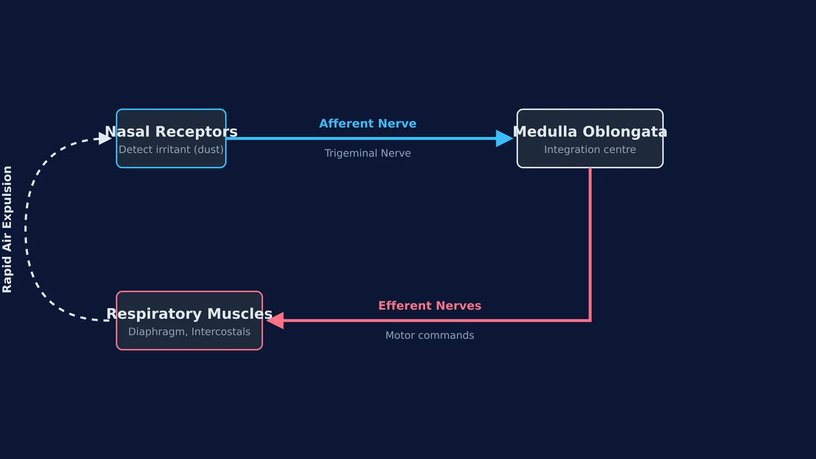 Diagram of the sneeze reflex arc showing the sensory trigeminal nerve and the motor efferent nerves