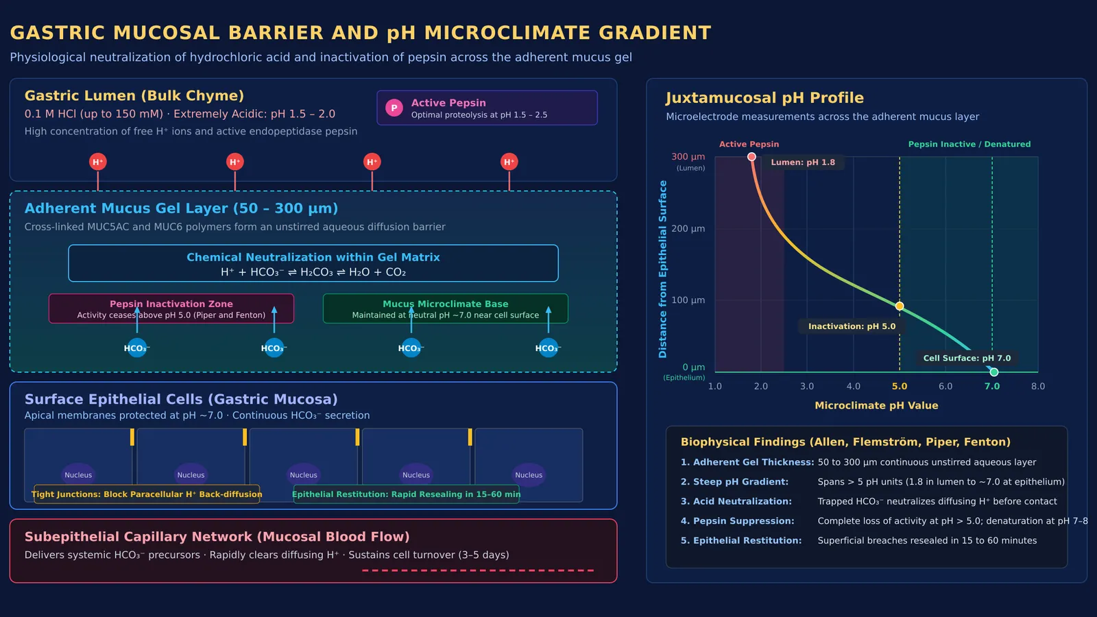 Diagram of the stomach mucus-bicarbonate barrier and epithelial pH gradient