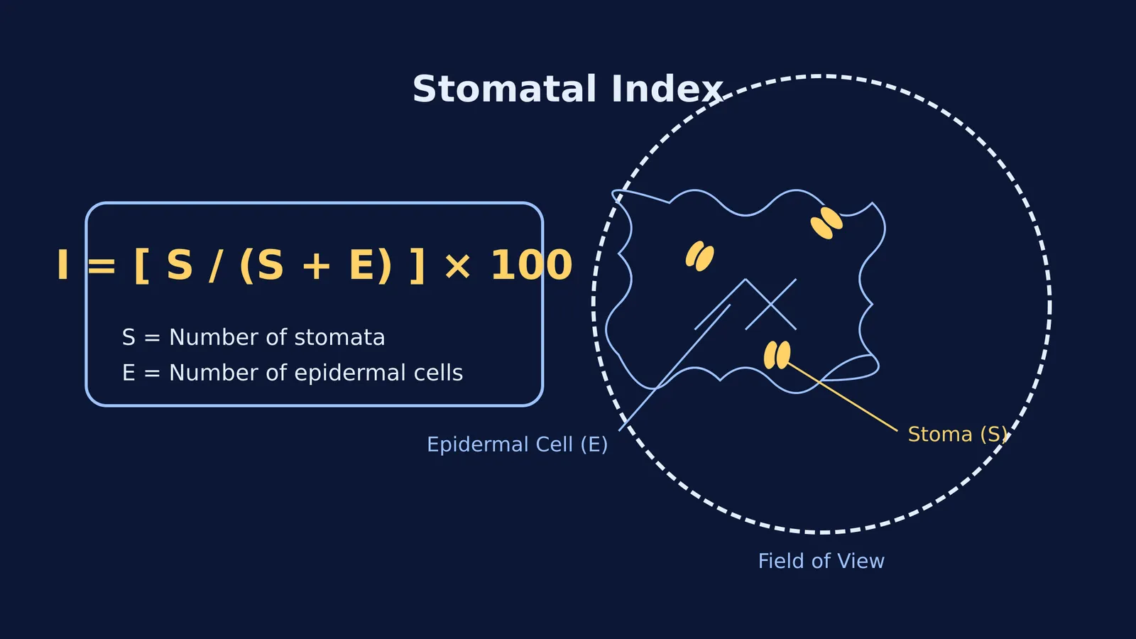 Diagram of the stomatal index formula and a microscopic leaf peel view.