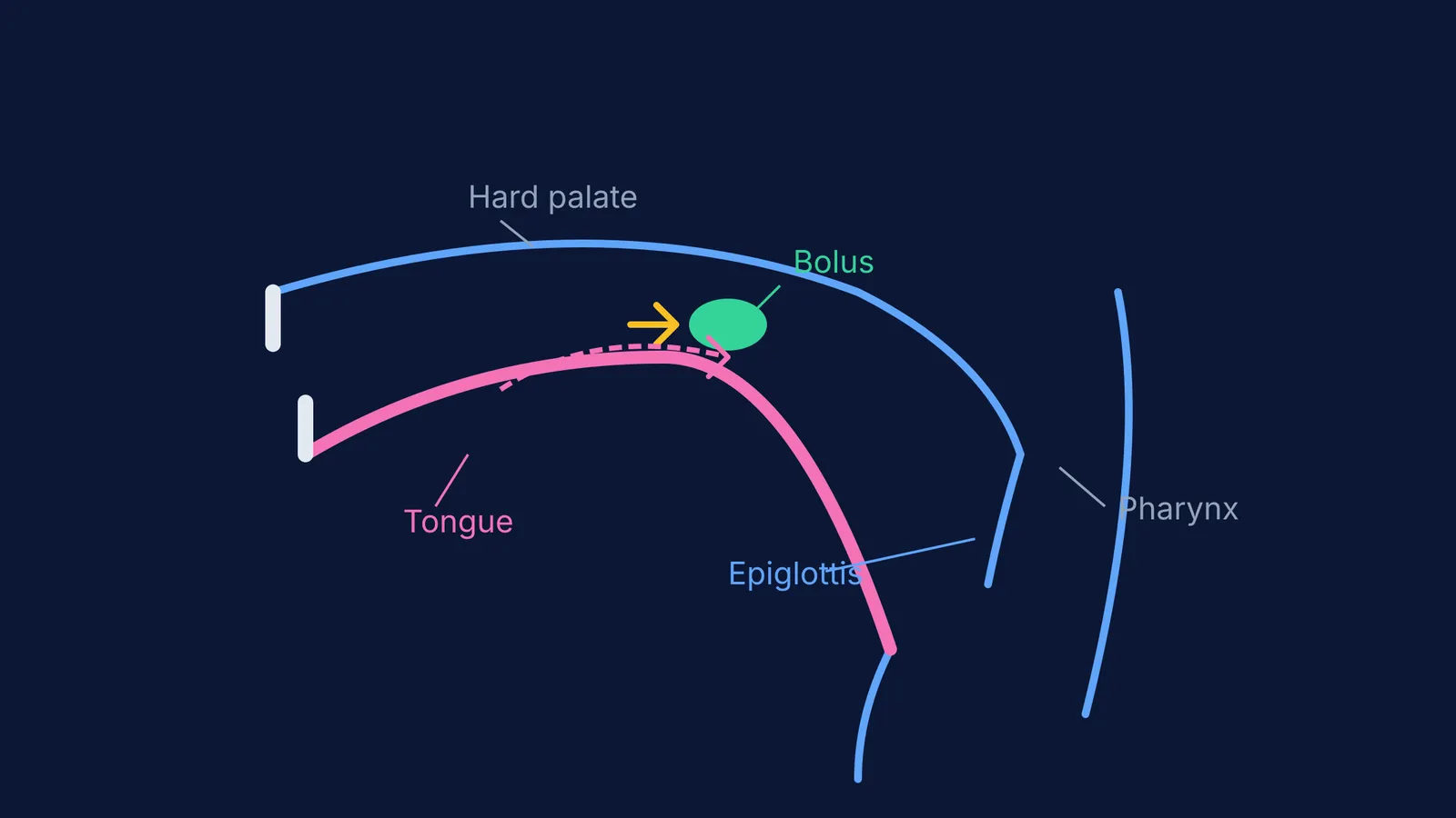 Diagram of the tongue pushing a food bolus towards the pharynx.