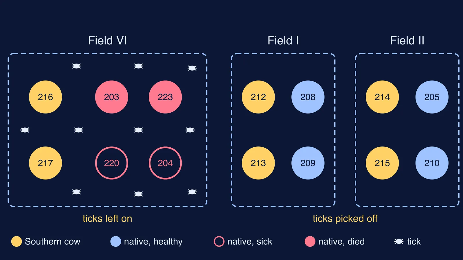Diagram of three fenced fields showing native cows sick only where ticks remained