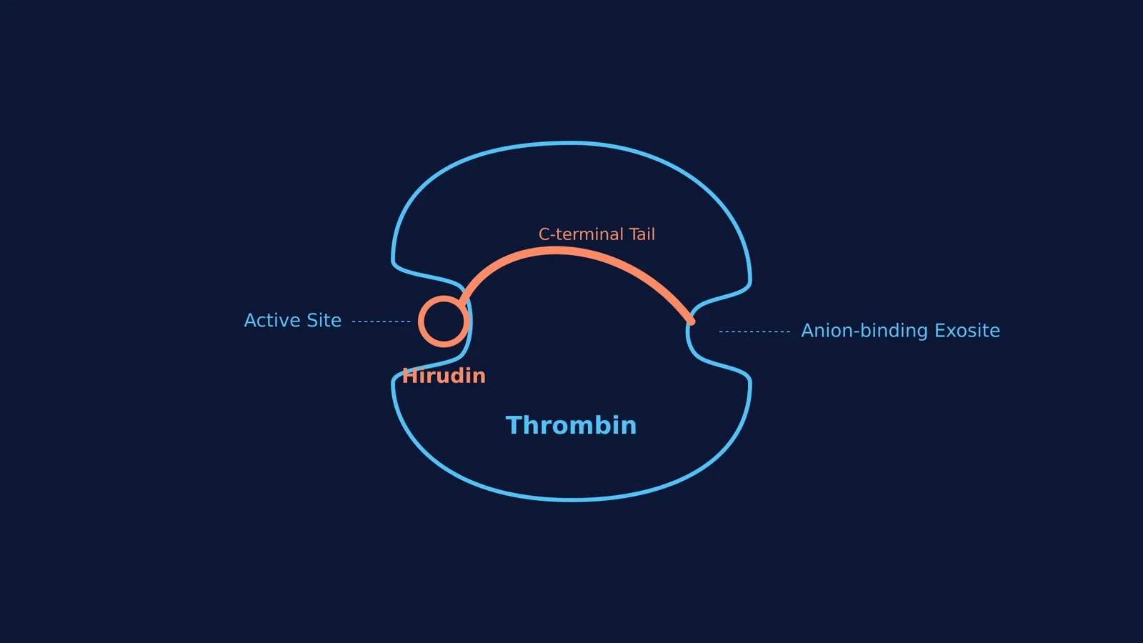 Diagram of thrombin inhibited by hirudin binding to the active site and anion-binding exosite.