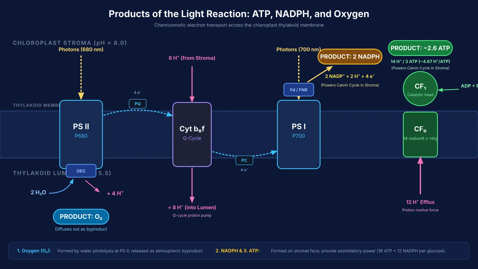 Diagram of thylakoid light reactions generating ATP, NADPH, and oxygen