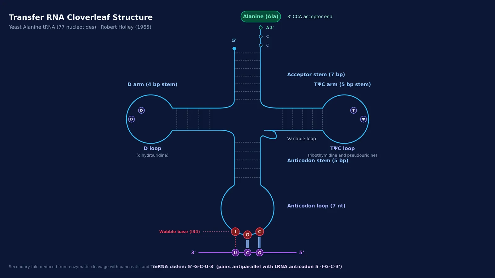 Diagram of tRNA cloverleaf secondary structure showing acceptor stem, D-loop, anticodon and TΨC loop