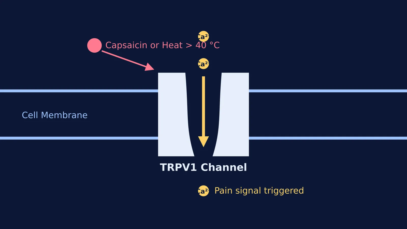 Diagram of TRPV1 channel activated by capsaicin and heat over 40 °C.
