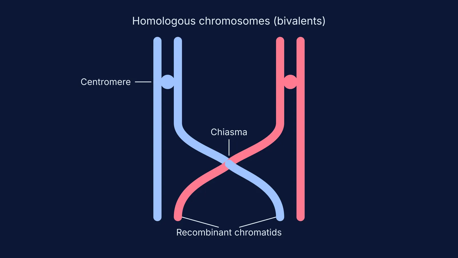Diagram of two homologous chromosomes connected at a chiasma, showing recombinant chromatids.
