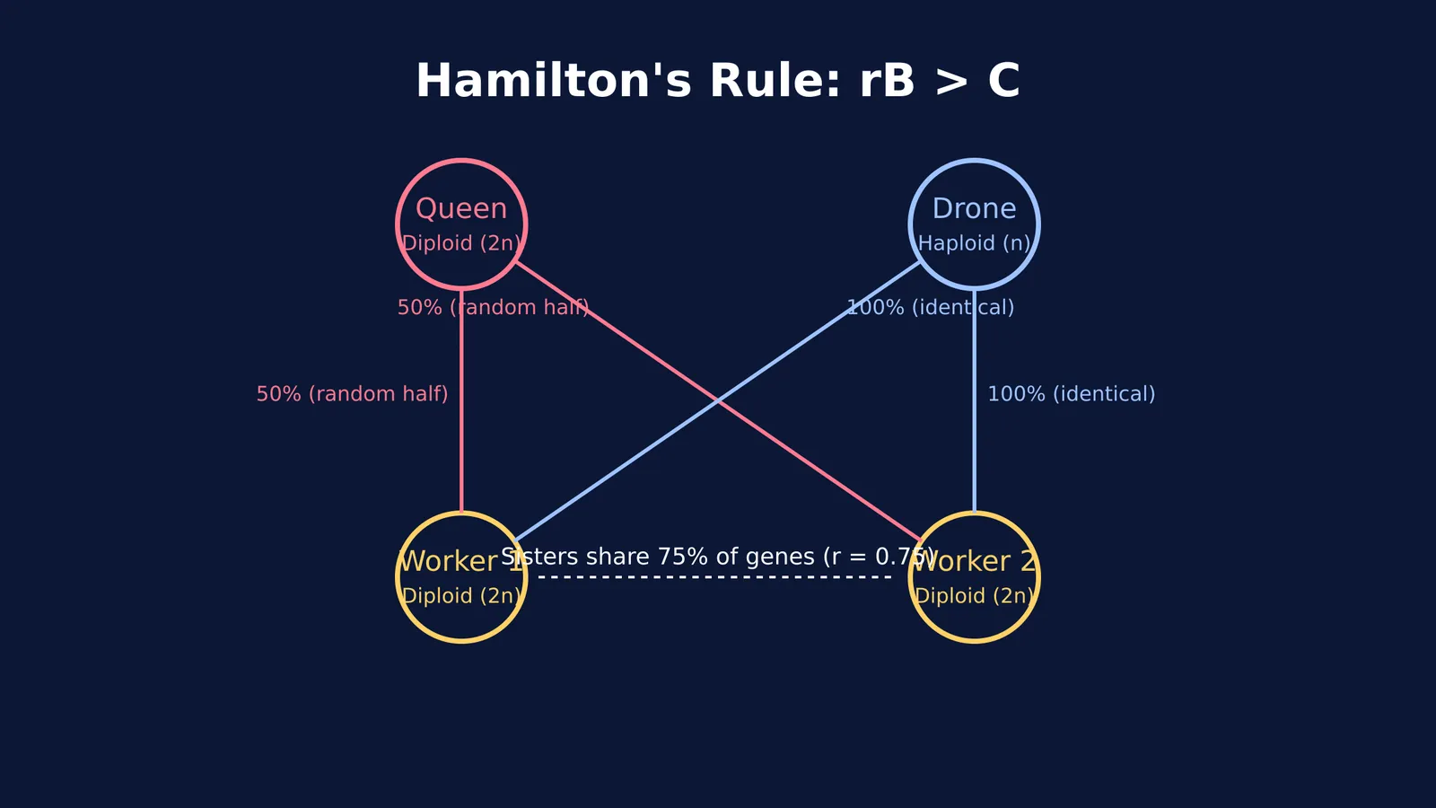 Diagram of worker bee relatedness showing r equals 0.75