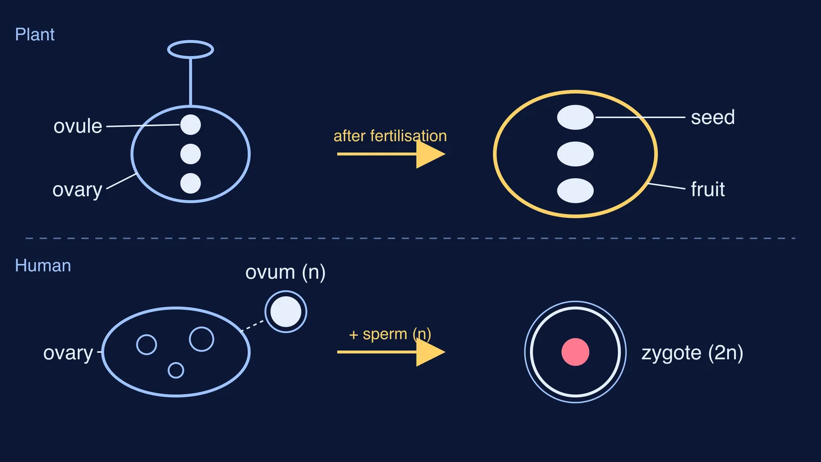 Diagram: plant ovary becomes fruit, ovules become seeds; human ovum and sperm form a zygote