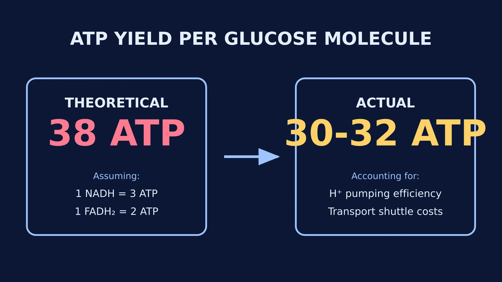 Diagram showing 38 ATP theoretical yield versus 30-32 ATP actual yield per glucose molecule