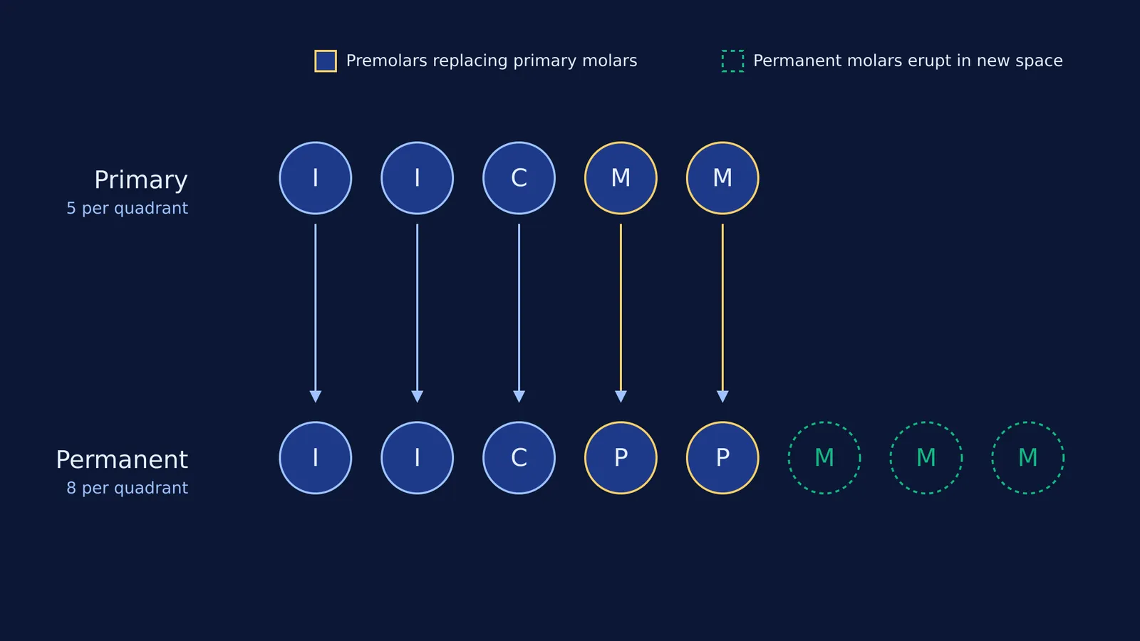 Diagram showing 5 primary teeth replaced by permanent teeth and 3 new permanent molars.