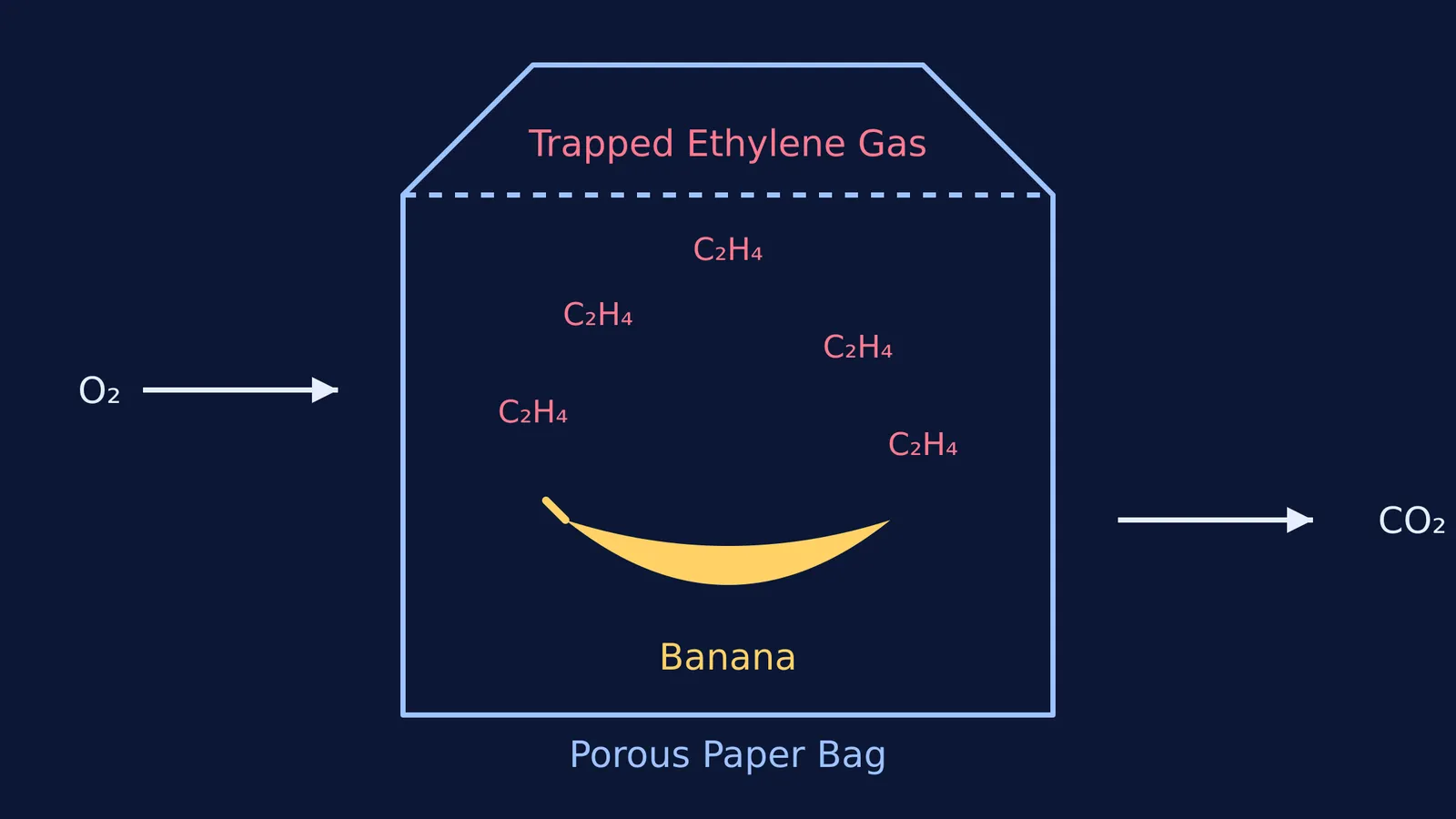 Diagram showing a banana inside a paper bag trapping ethylene molecules