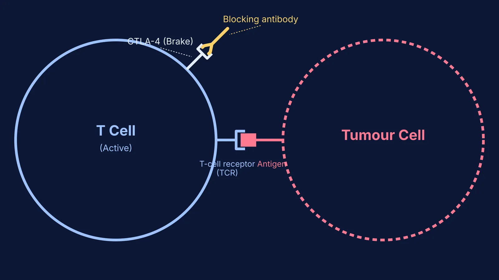 Diagram showing a blocking antibody inhibiting the CTLA-4 brake on a T cell.