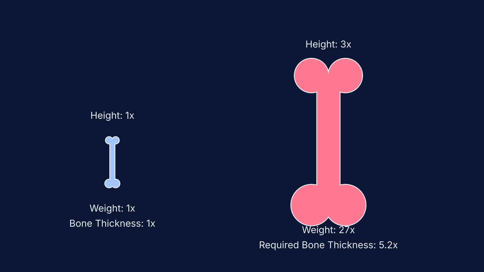 Diagram showing a bone scaled up 3x requiring 5.2x thickness