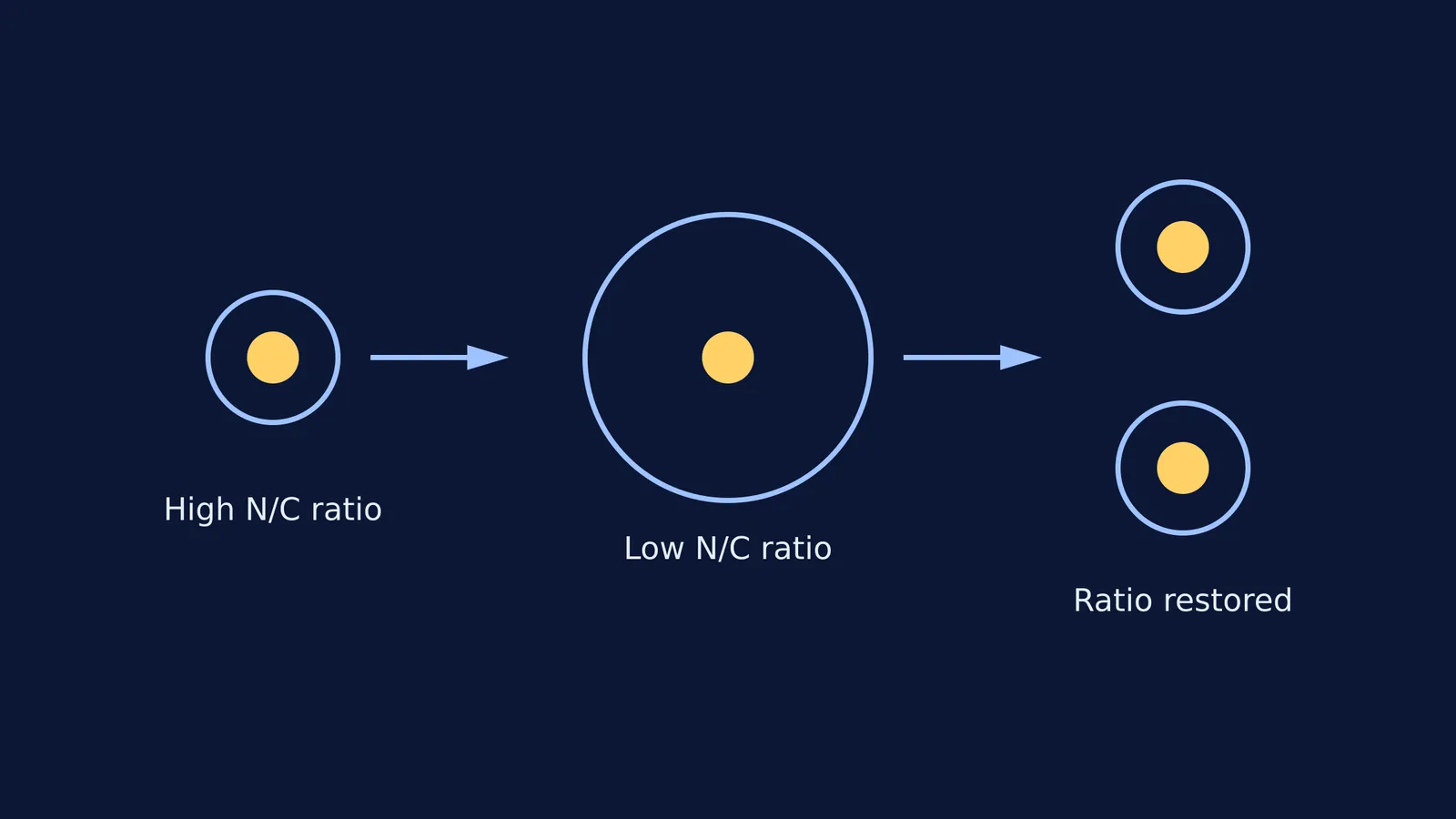 Diagram showing a cell growing and dividing to restore its nucleocytoplasmic ratio.
