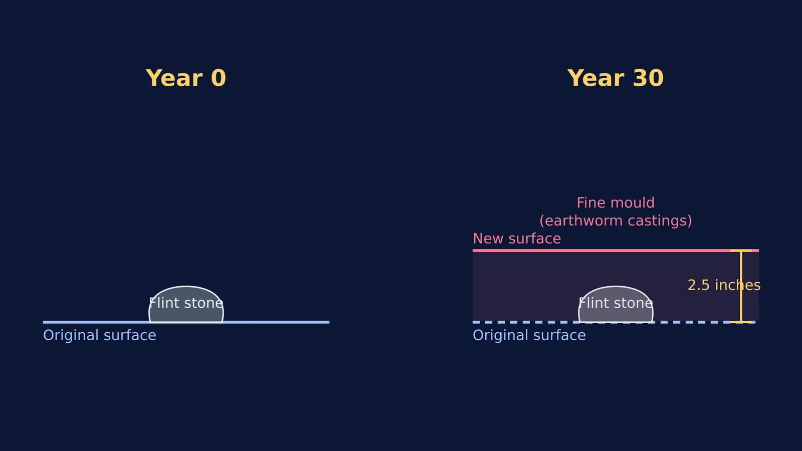 Diagram showing a flint stone buried under 2.5 inches of fine mould over 30 years.