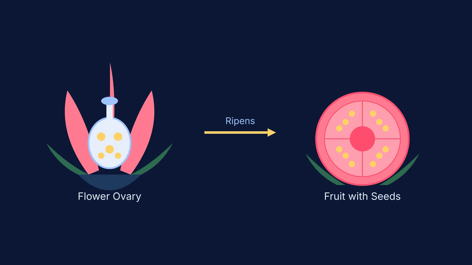 Diagram showing a flower ovary ripening into a fruit with seeds