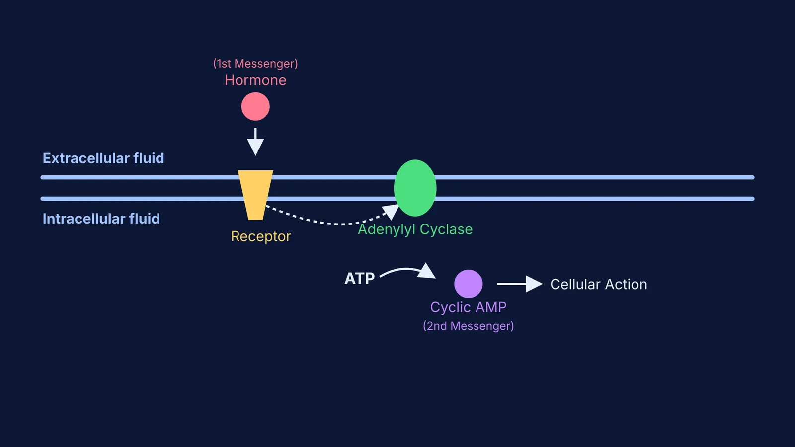 Diagram showing a hormone binding to a receptor, which activates adenylyl cyclase to convert ATP to cyclic AMP.
