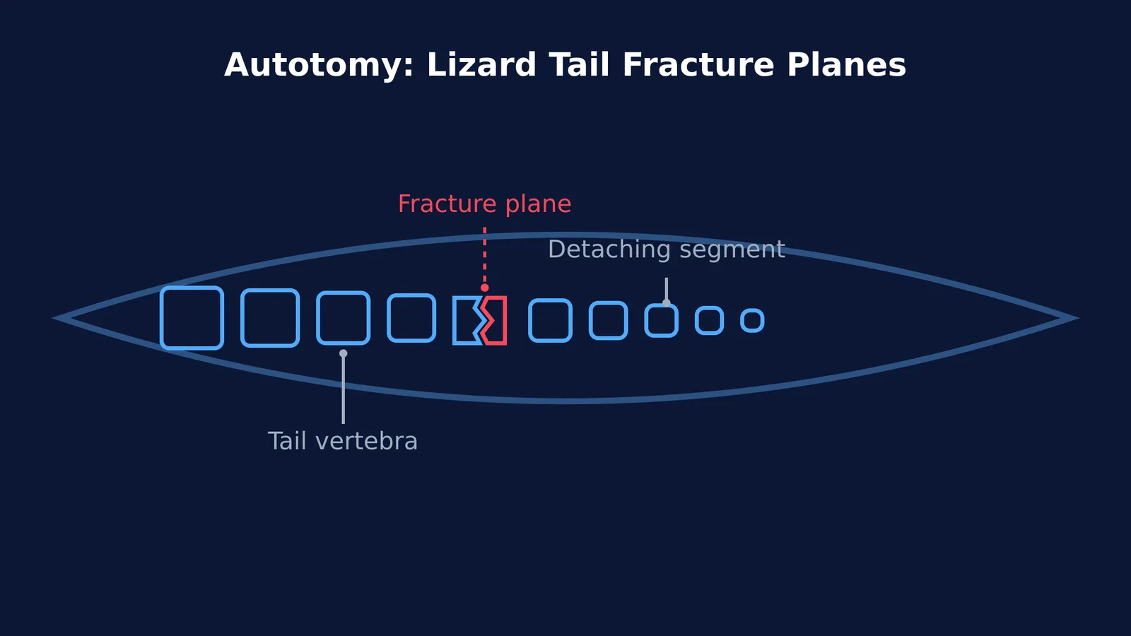 Diagram showing a lizard tail snapping at a fracture plane