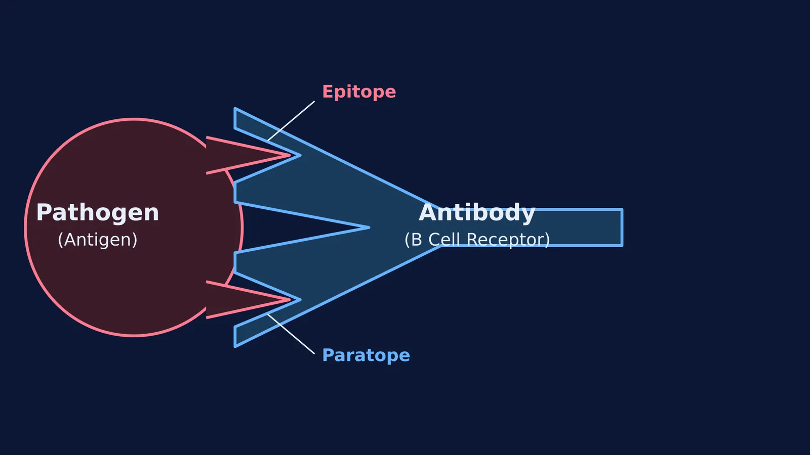 Diagram showing a lock and key match between a Y-shaped antibody's paratopes and the epitopes of a pathogen.