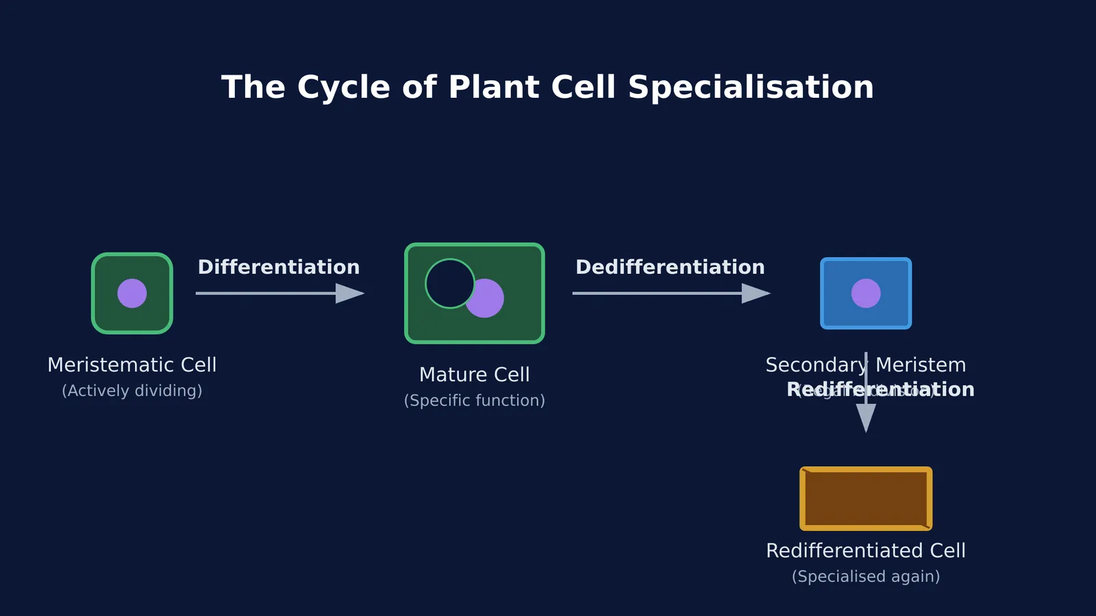 Diagram showing a meristematic cell differentiating into a mature cell, then dedifferentiating into a secondary meristem, and finally redifferentiating.